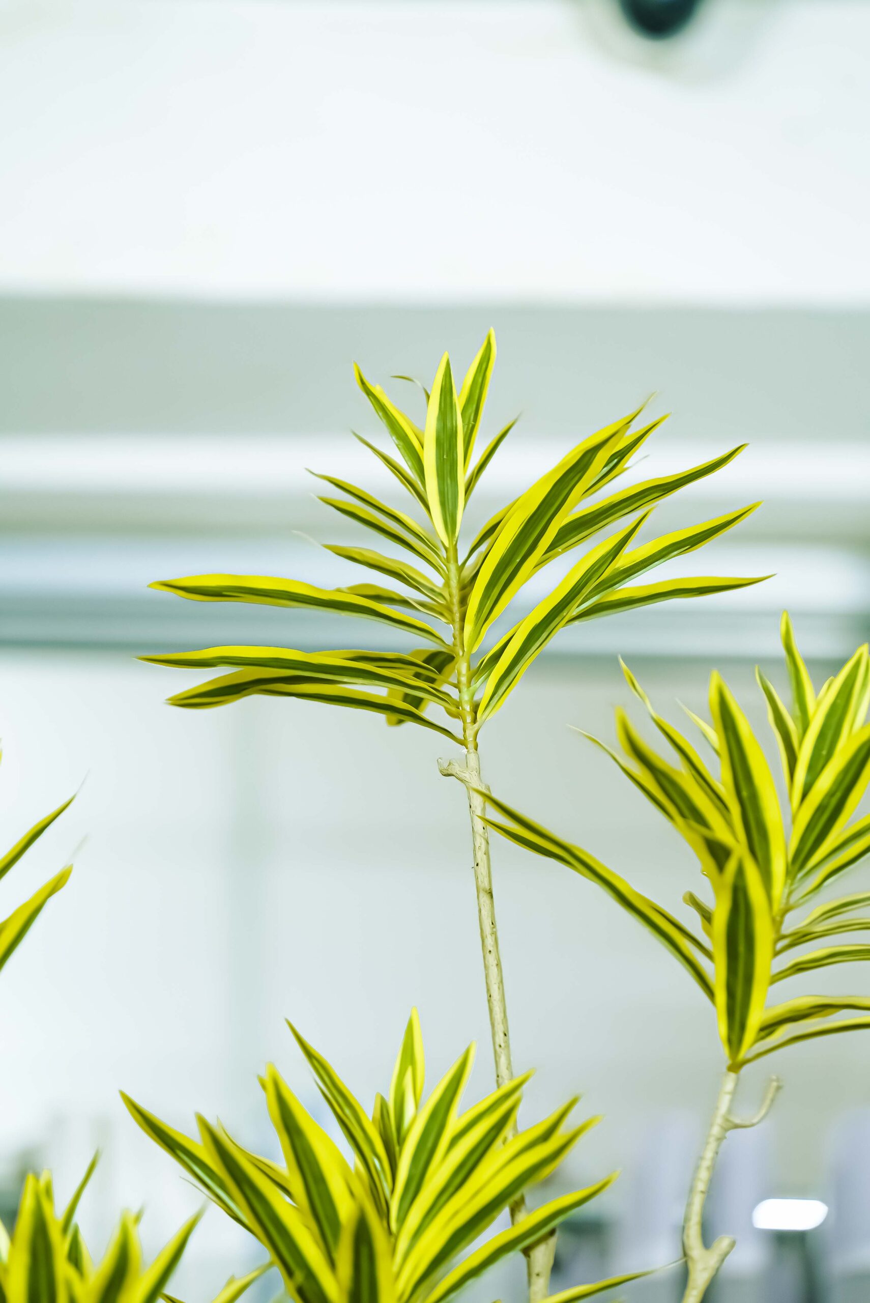 indoor artificial plant - Image 3